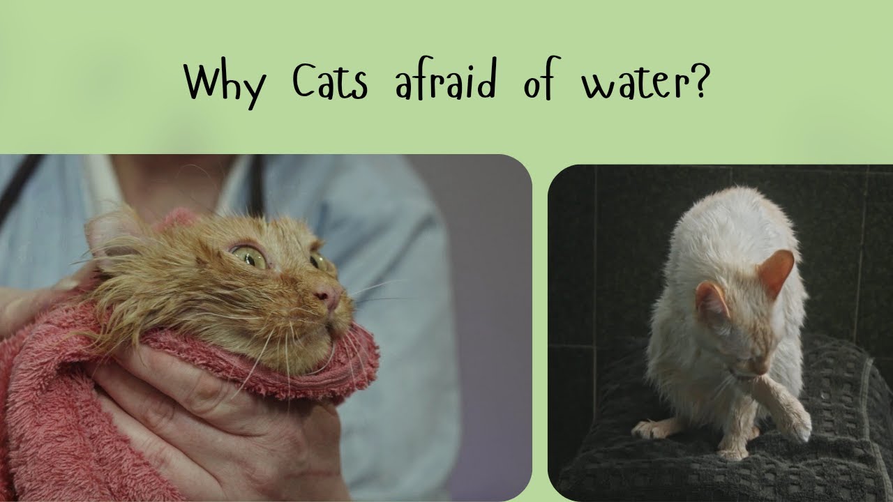 Why Cats afraid of water? - YouTube