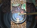 【革命】ダンゴムシを食べてみた結果… #Shorts