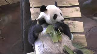 Die Pandabären Wu Wen und und Xing Ya im Ouwehands Dierenpark in Rhenen