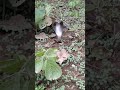 Indian Cobra near gothangao Gate 🐍