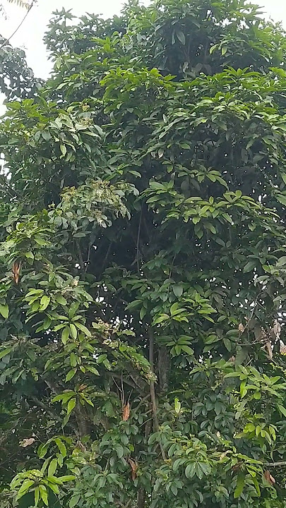 burung abringan #shrots #birds #mikatburung #alamliar #threads #hit #fypシ゚