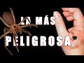 La araña más peligrosa de España, araña VIOLINISTA ,araña RECLUSA,araña de RINCÓN| (Loxosceles sp.)