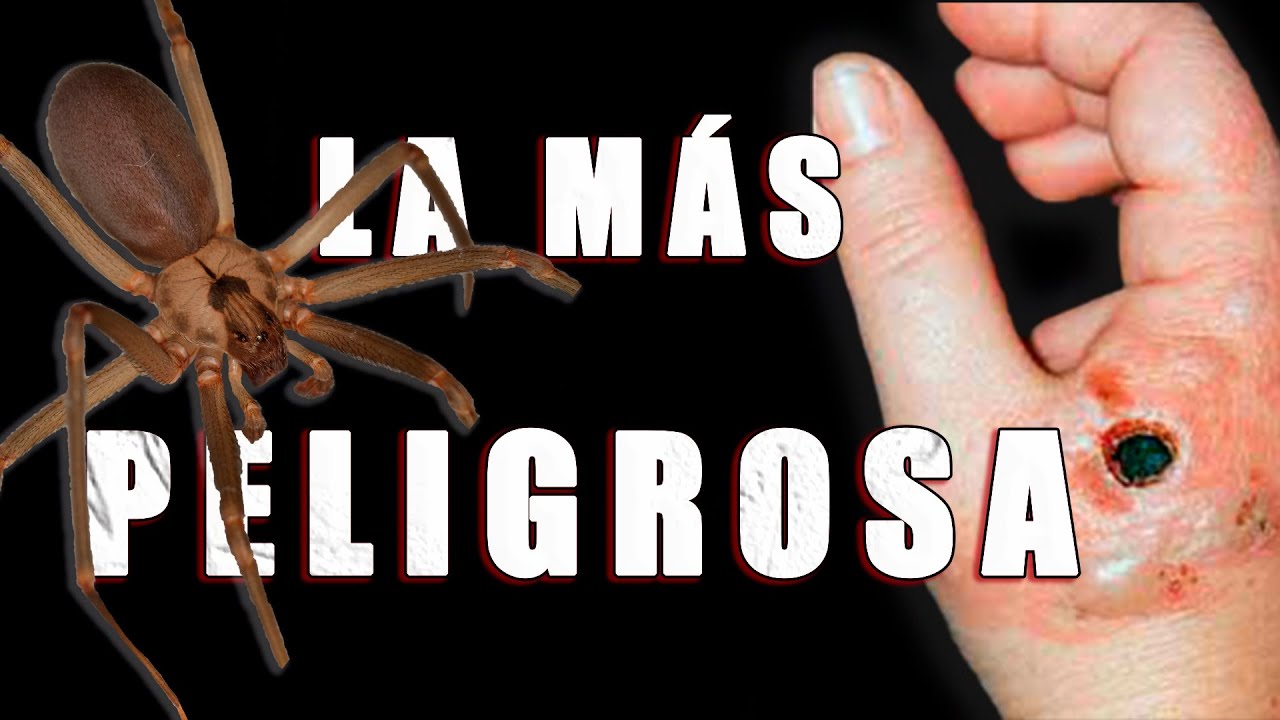 La araña más peligrosa de España, araña Violinista ,araña Reclusa,araña de Rincón| (Loxosceles sp.)