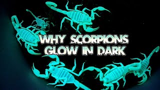 The Mystery of Scorpions Glow: Why Do Scorpions Glow in the Dark?