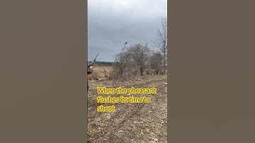 Pheasant flushing over German shorthaired pointer and wirehaired pointing griffon #gsp