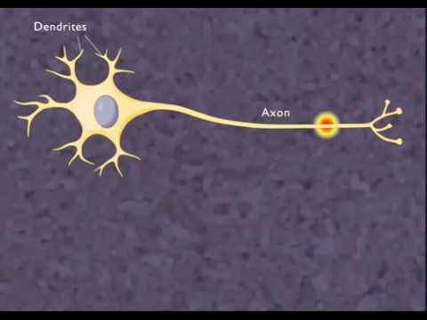 Πώς μεταφέρονται τα μηνύματα κατά μήκος του νευρώνα;