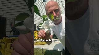 Propagate a Gardenia Bush #garden #flower #plants