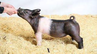 Lot 18 HSS 4-2 dark Cross Gilt