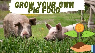 Grow Your Own Pig Food