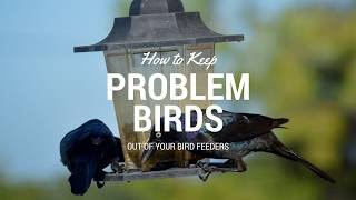 How to Keep Problem Birds Out of Your Bird Feeders