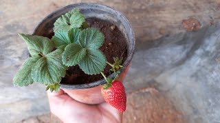 زراعة الفراولة 🍓