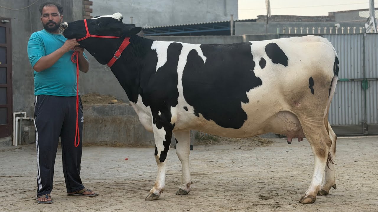 97796-05180,  15 ਗਾਵਾਂ ਵਿਕਾਊ ਚੰਗੇ ਰਿਕਾਰਡ ਵਾਲੀਆਂ ਭੈਣ ਧੌਲਾ ਬਰਨਾਲਾ