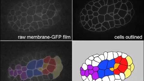 C. elegans gastrulation
