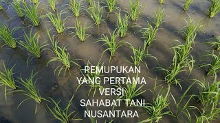 FIRST FERTILIZATION OF RICE PLANTS, FRIENDS OF INDONESIAN FARMERS