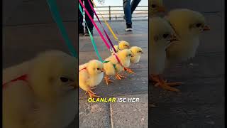 Bu Civcivler Hiç Korkmuyor! 🐥