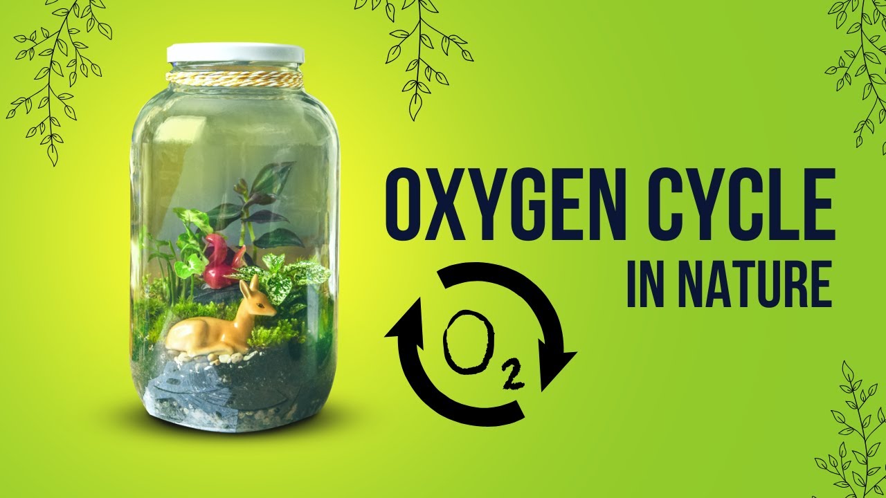 BIOGEOCHEMICAL GASEOUS CYCLE:- Oxygen cycle || UGC NET || - YouTube