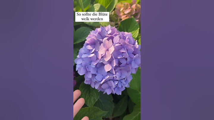 Wann ernte ich Hortensienblüten? #hortensien