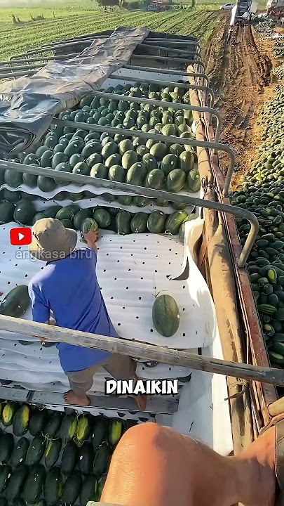 Banyak Semangka di Sungai Ini! Panen Cerdik Anti Capek.#panensemangka  #petanicerdas  #shortsviral