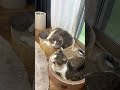 サイズ違い過ぎても全く気にならない大型猫が可愛過ぎた#shorts #ボウル