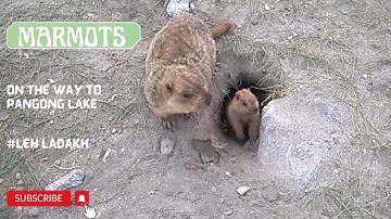 Marmots on the way to Pangong Lake II Himalayan Marmots II Rare animal MARMOT