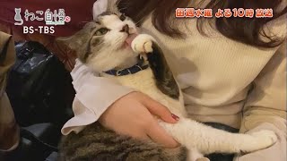 ねこ自慢 48ご出演ニャンコたち 12月9日oa Youtube