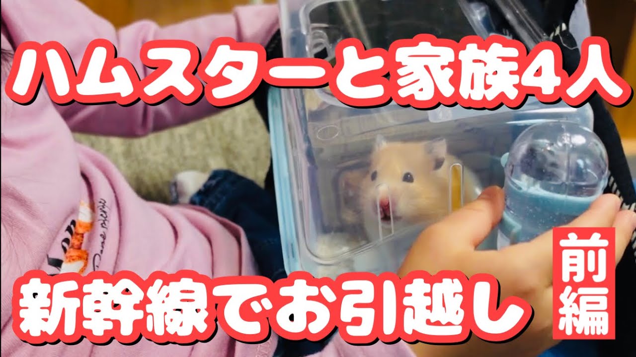 前編】ハムスターが新幹線でお引越し！キャリーケース準備編 - YouTube