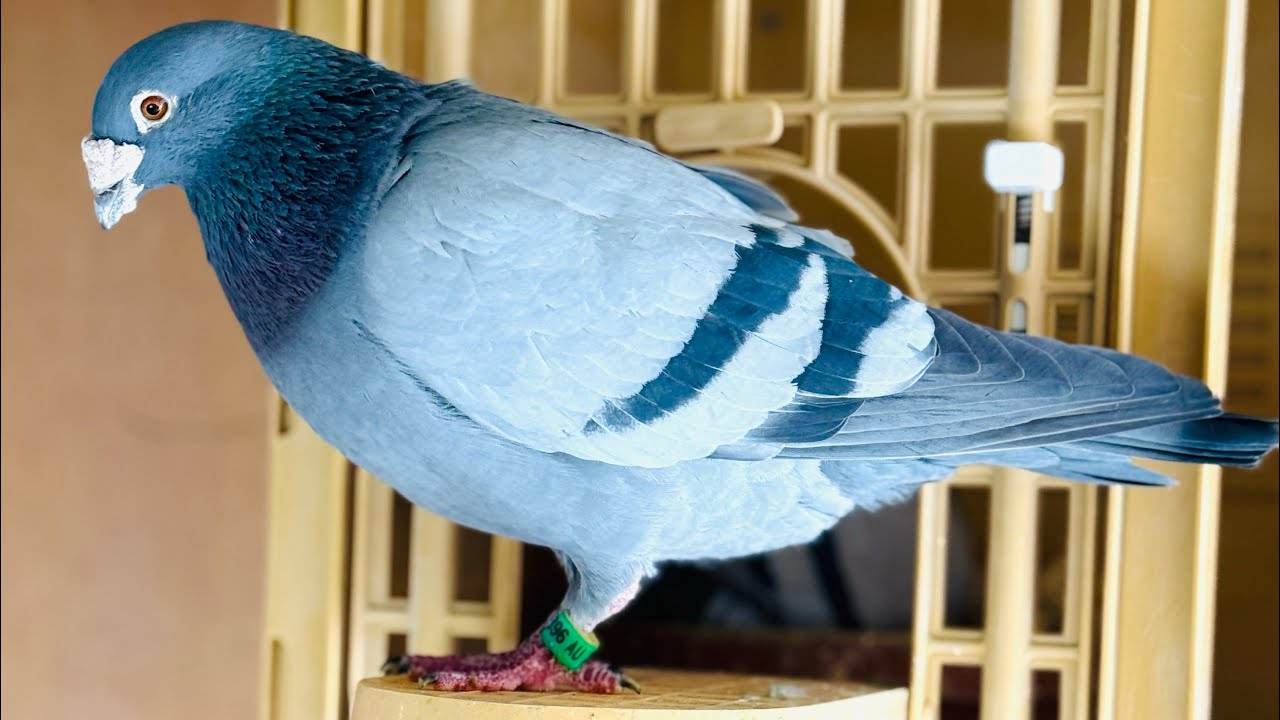 Breeders Update - Racing Homing Pigeons - 3/9/2026 - #pigeon #kabootar #kabootar 