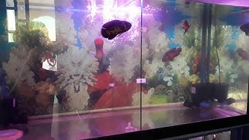 La hán truy sát tai tượng châu phi