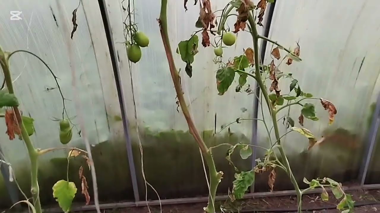 Koniec lipca. Porażka z pomidorem. Zakończenie sezonu w warzywniaku. Nie opłaca się i nie warto... 