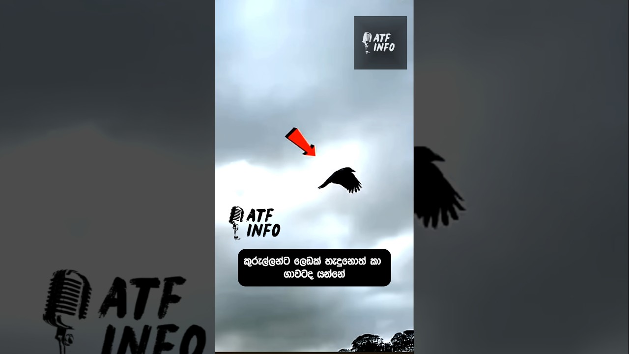 The Intelligence of Birds | Do Crows Use Ants as Medicine? 