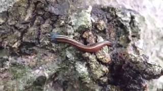 Tiger Leech in Action