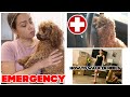 RUSHING TO THE EMERGENCY VET / ALISSON LEARNING HOW TO WALK IN HEELS | VLOG#1053