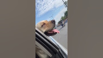 Labrador Puppy Learning and Performing Training Commands | Dog Showing All Training Skills