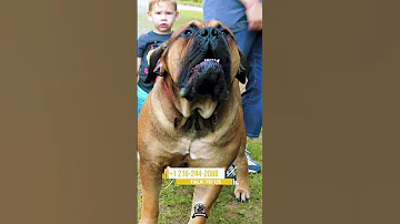 Fearless And Brave Boerboel Protectiondogs Boerboels Boerboelmastiff 