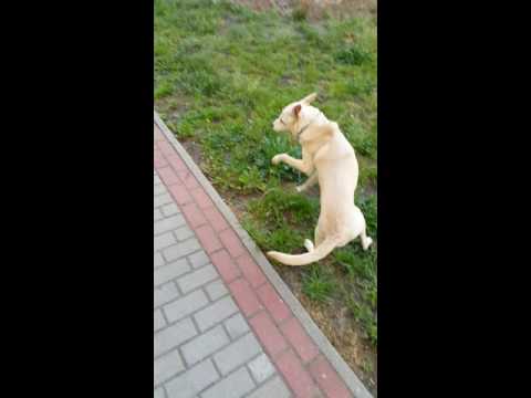 Video: Co U Psa „signalizuje“suchý Nos?