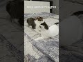 POV: your cats hear Free Bird 😼🎸