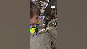 😱 ШОК! Голодные ЛЕМУРЫ нападают на ЛЮДЕЙ