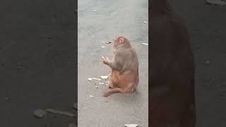 Cute Monkey Eating Food animal short