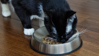 Why do cats throw food on the floor?