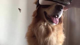 Animals and Grandmas Try VR