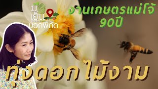 ทุ่งดอกไม้งาม งานเกษตรแม่โจ้ 90 ปี อ.สันทราย จ.เชียงใหม่ I มือเย็นบอกพิกัด