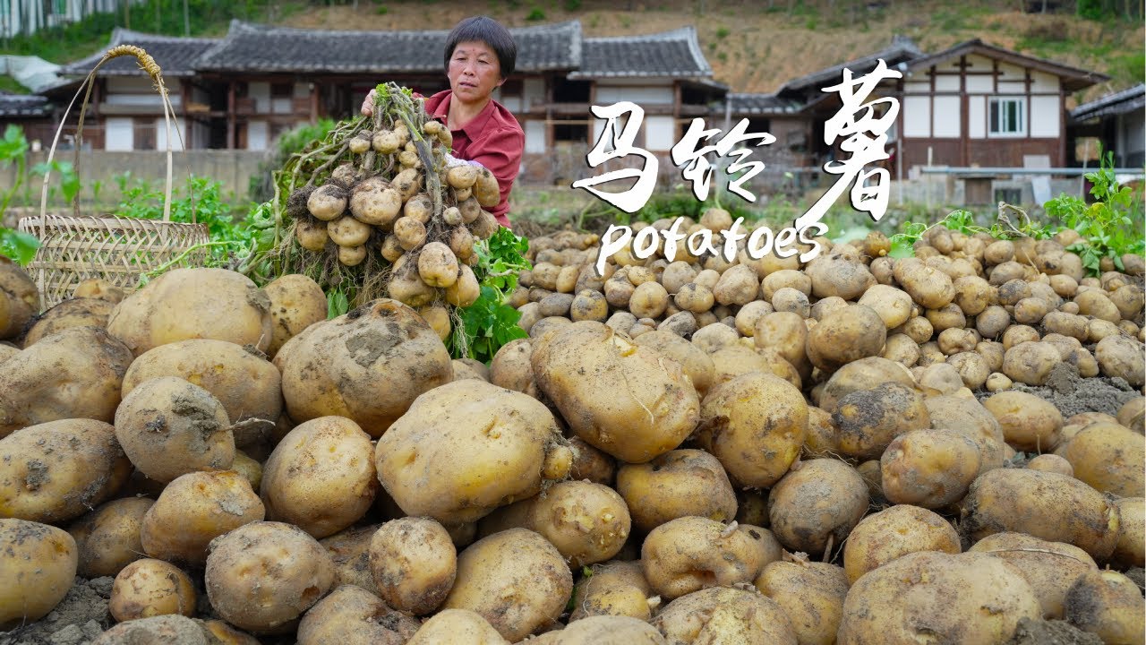 Одним взмахом锄а был найден целый гнездышко картофеля  жареная картошка просто чудесна  картофель и