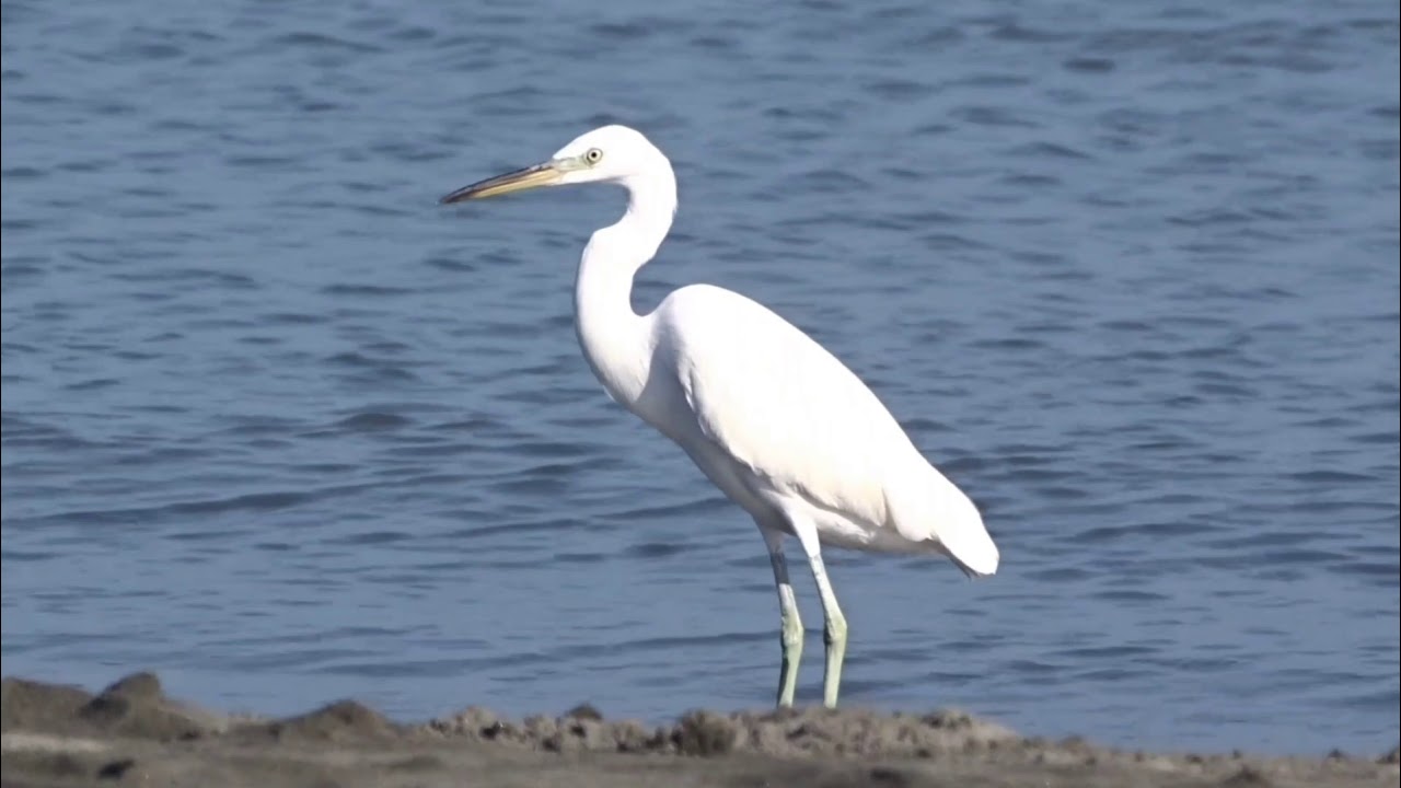 Chinese Egret