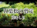 【鹿児島・熊本】和の庭・五葉松の綺麗な剪定