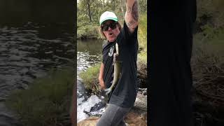 Top water catch and release with One Worm Tony 🎣 #trout #troutfishing #catchandrelease