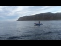 Рыбалка на Баренцевом море кит