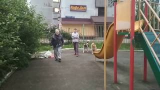 Дворовые Собаки на детской площадке часть 1 Дворовые Собаки на детской площадке часть 1