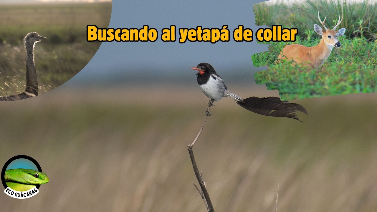 Fauna del campo correntino V: yetapá en Iberá