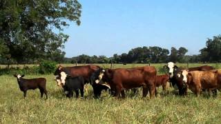 Braford Pairs in Wharton Texas
