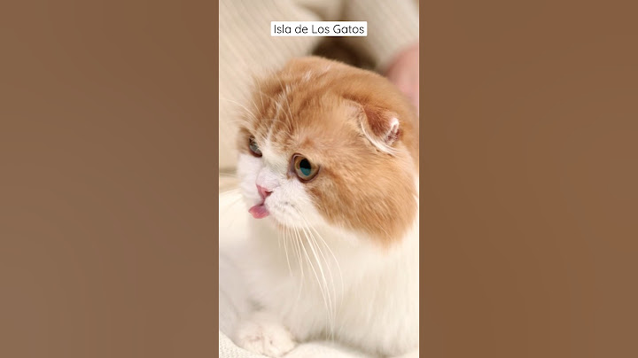 ¿Sabías que en Japón existe una increíble isla habitada por gatos 🐈🐈‍⬛🙀? #shorts #gatos